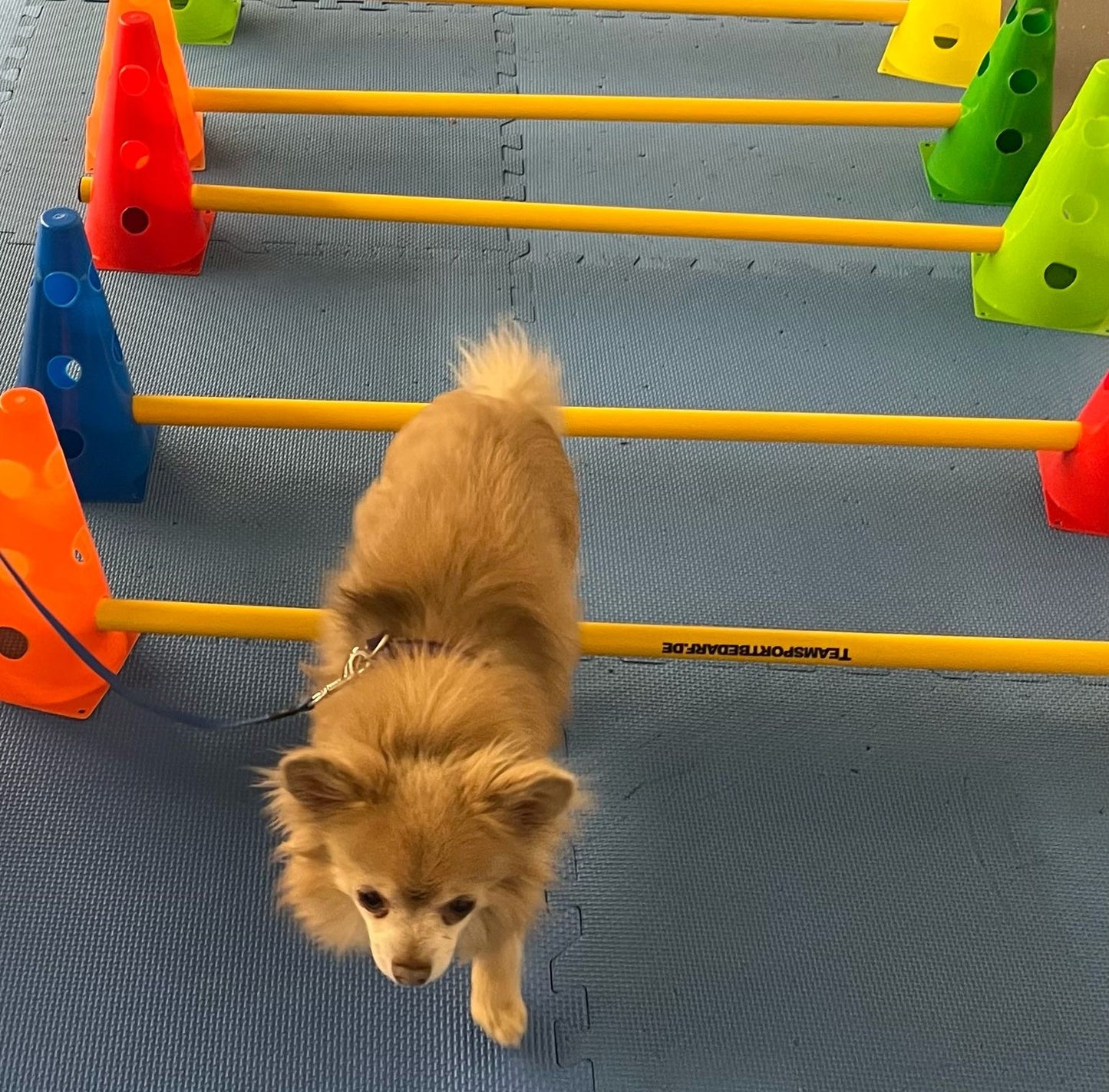 Hundefitness im Quadrat