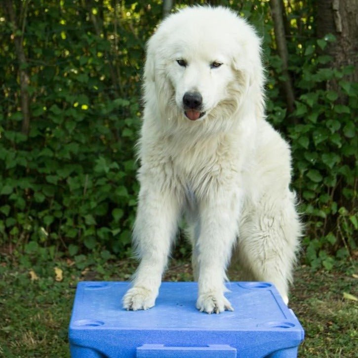 Senioren und Handicaphunde