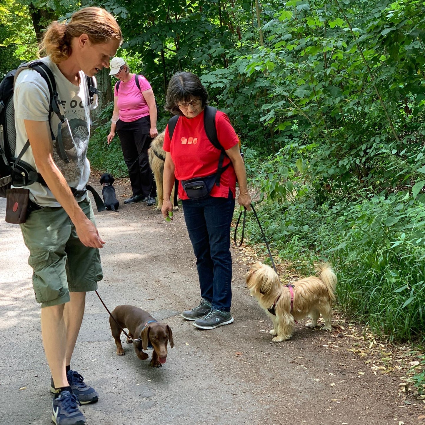 Spaziergang für Hunde