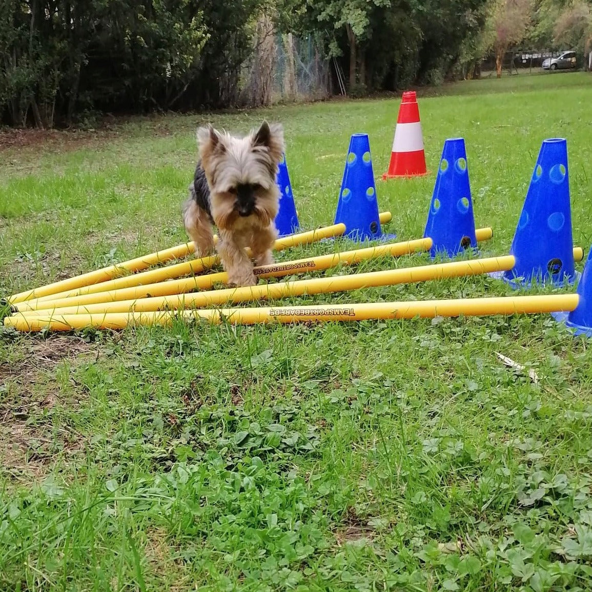 Cavaletti Anfängerkurs