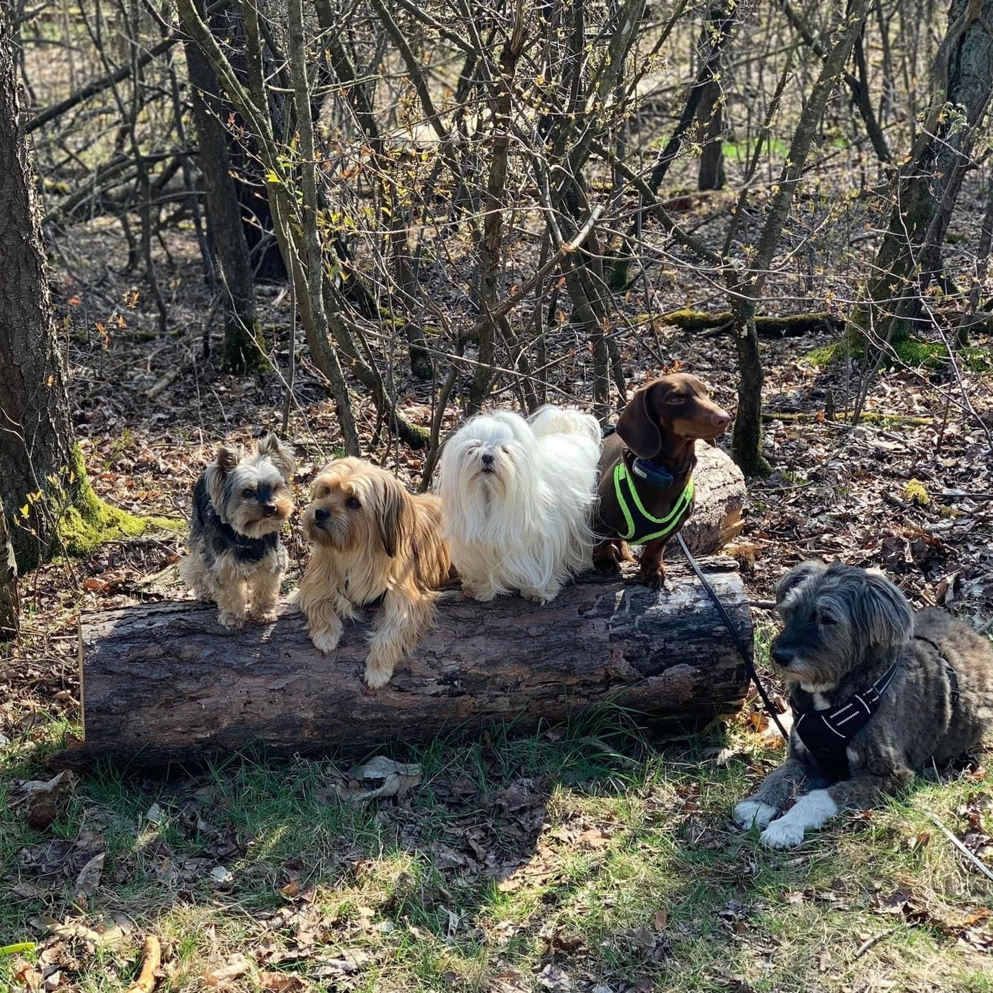 Spaziergang für Hunde