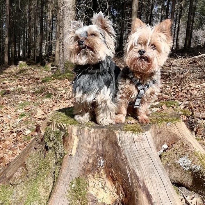 Spaziergang für Hunde