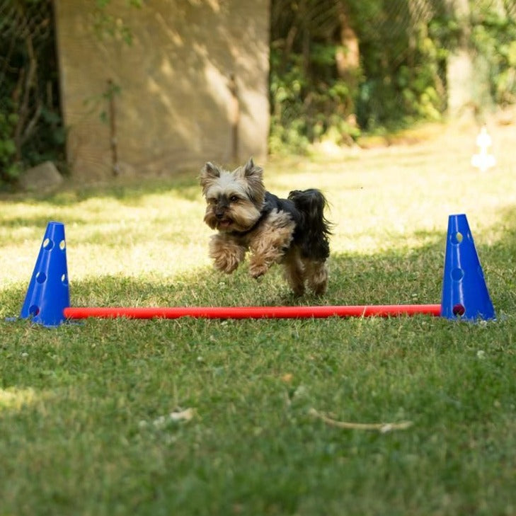 Spaßgruppe (Minihunde)