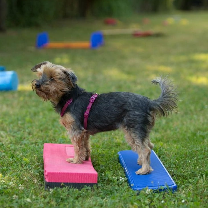 Senioren und Handicaphunde