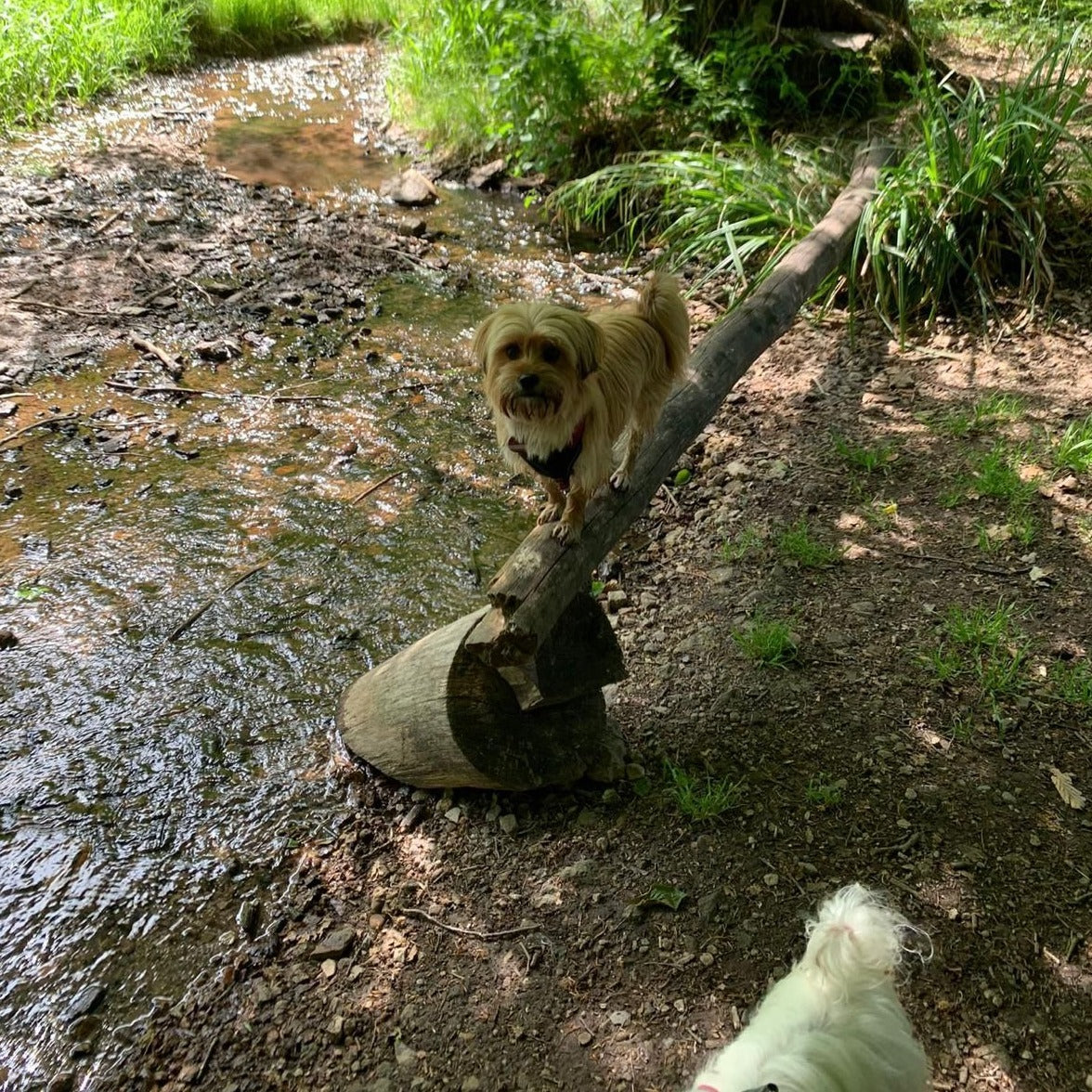 Spaziergang für Hunde