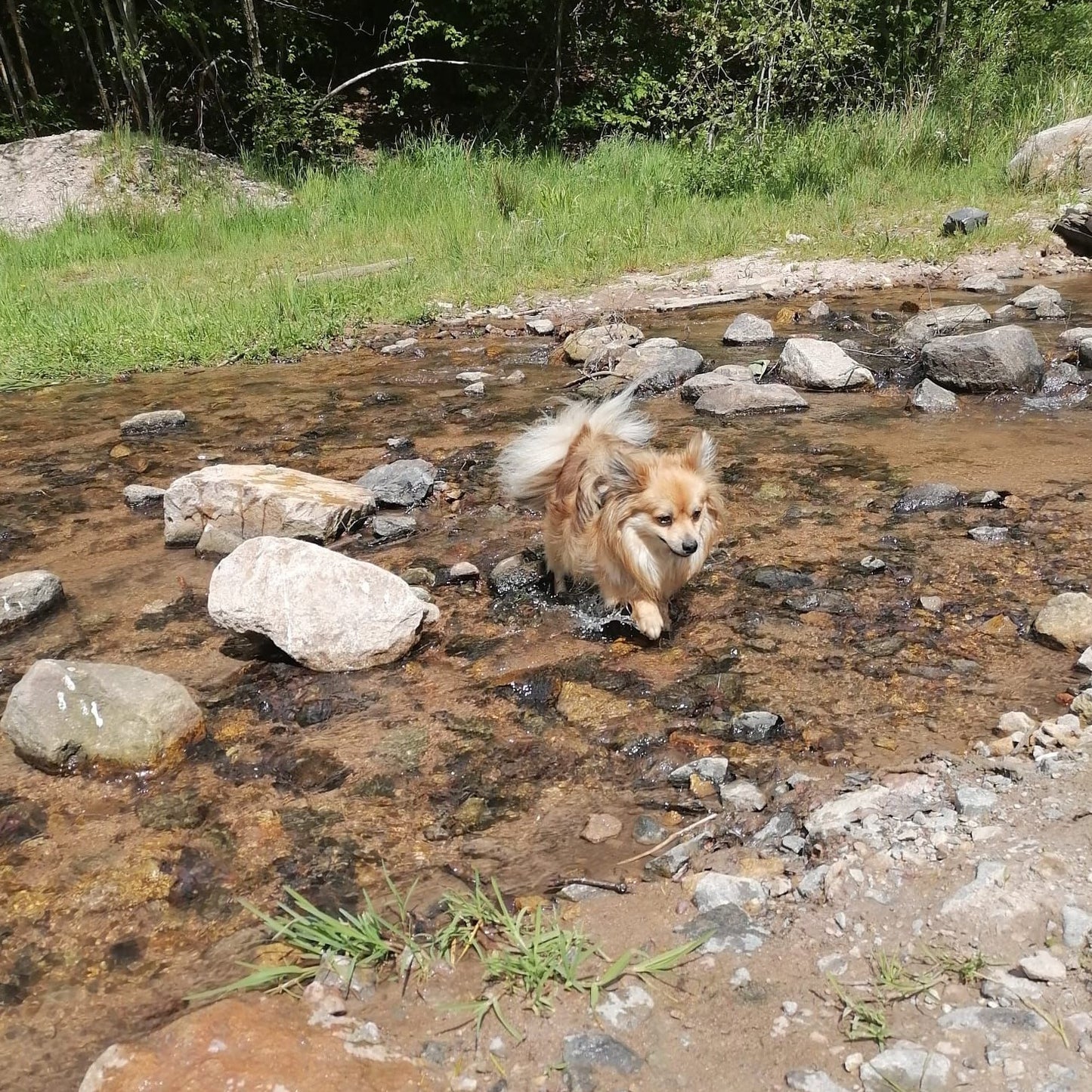 Spaziergang für Hunde