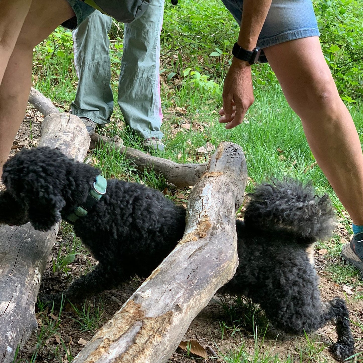 Spaziergang für Hunde