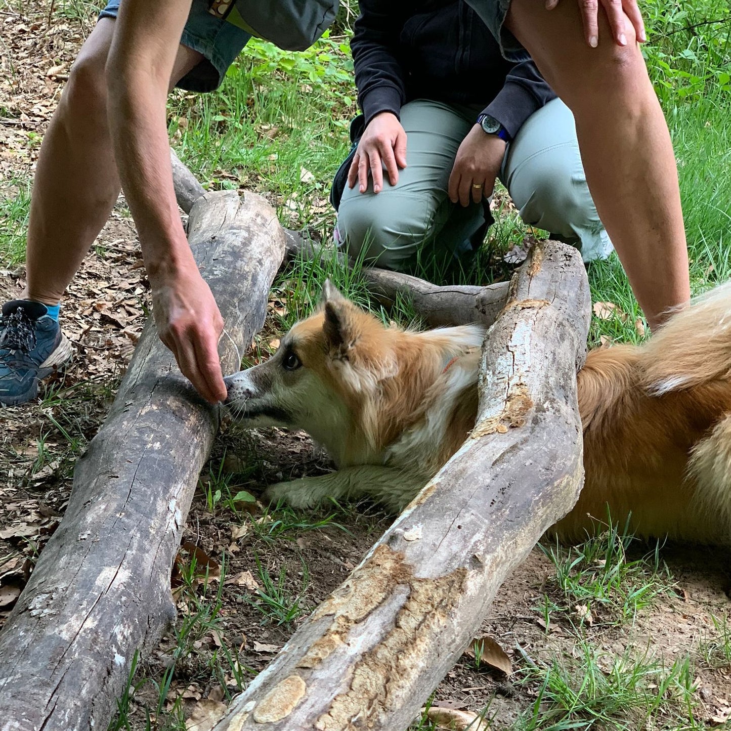 Spaziergang für Hunde