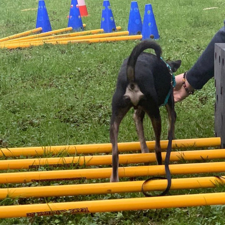 Cavaletti Anfängerkurs