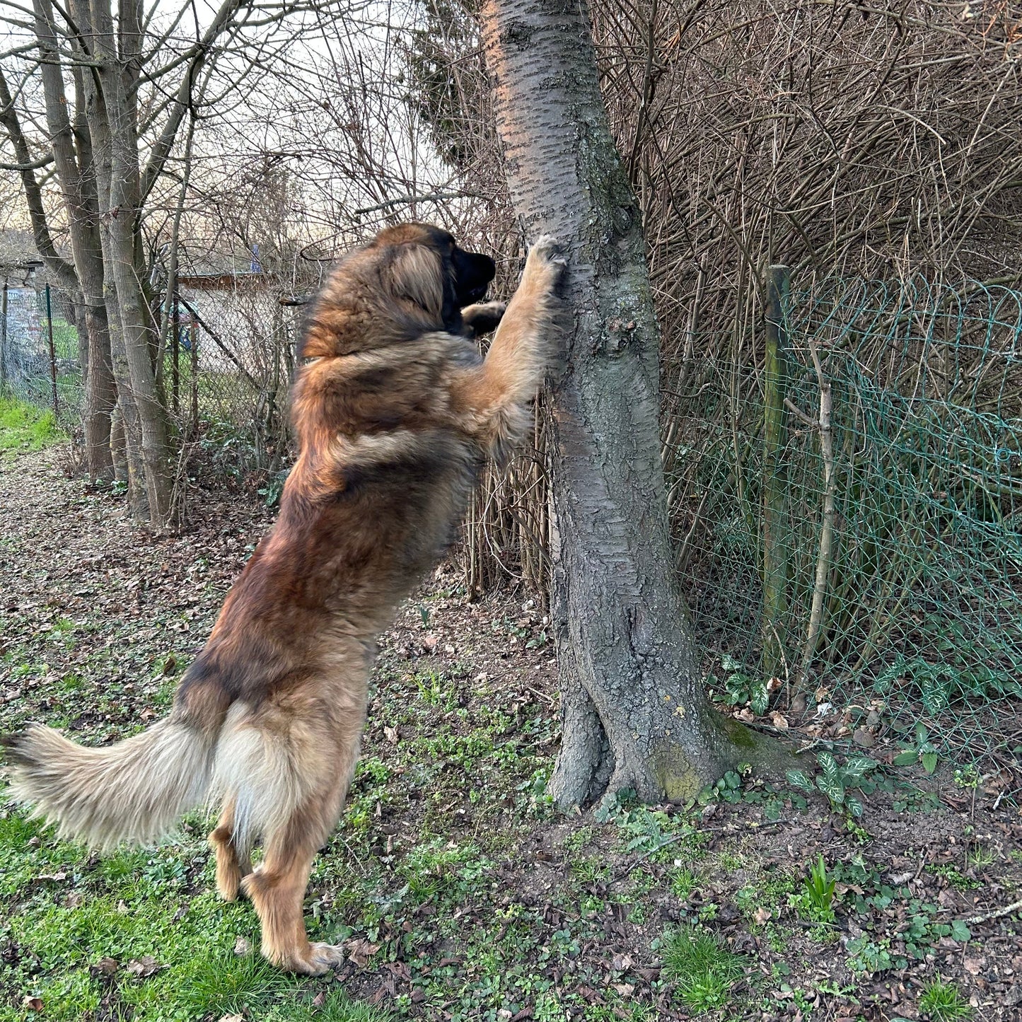 Spaziergang für Hunde