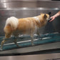 Unterwasserlaufband für Hunde