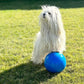 Dogdancing für Einsteiger