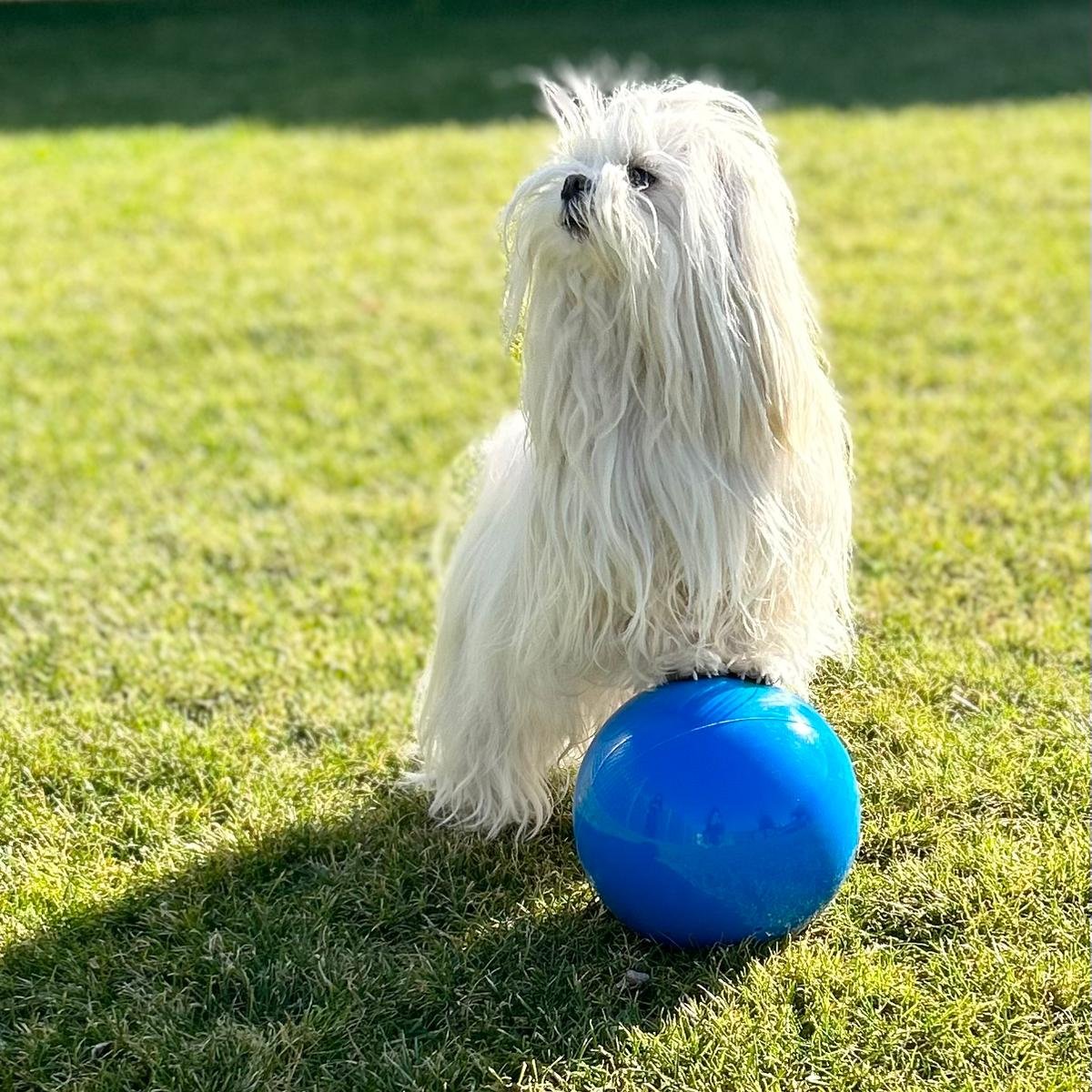 Dogdancing für Einsteiger
