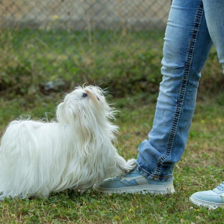 Dogdancing für Einsteiger