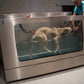 Unterwasserlaufband für Hunde