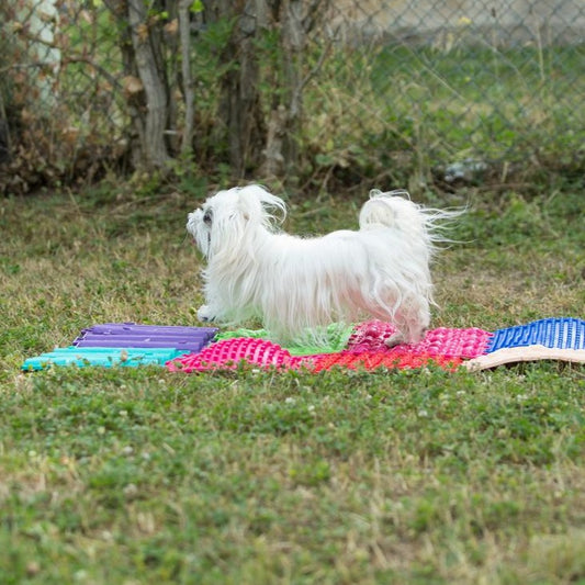 Senioren und Handicaphunde