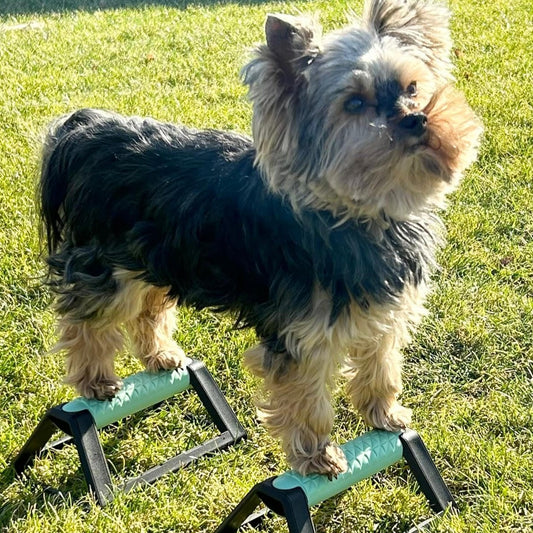Hundeturnen
