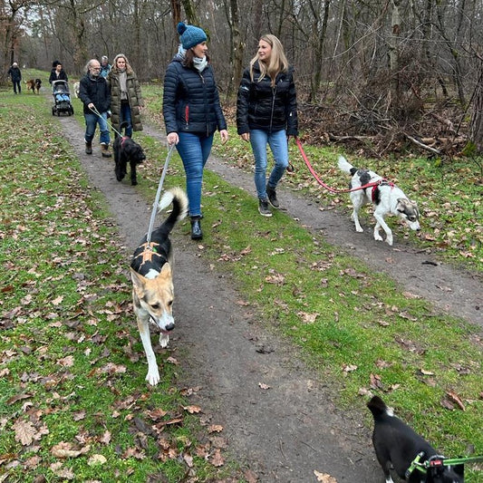 Spaziergang für Hunde