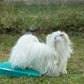 Hundeturnen