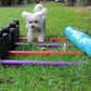 Hundeturnen